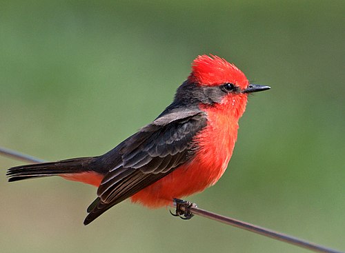 Churrinche macho rojo